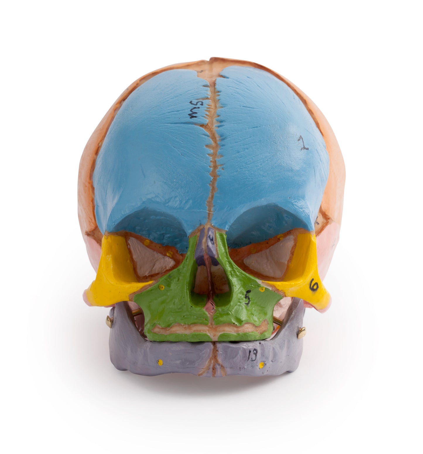 Multi-coloured Infant Skull